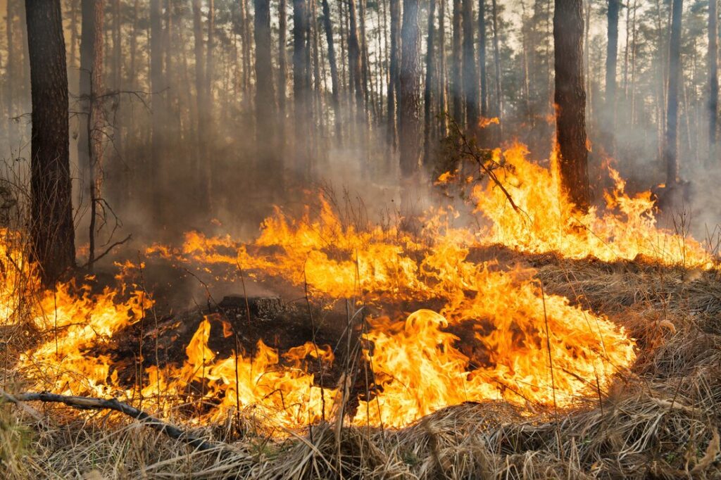 Bushfire mitigation and compliance